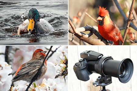 How Far Can the Nikon Coolpix P950’s 83x Zoom Take You