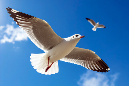 What Is Proportion іn Photography: Rules & Tips