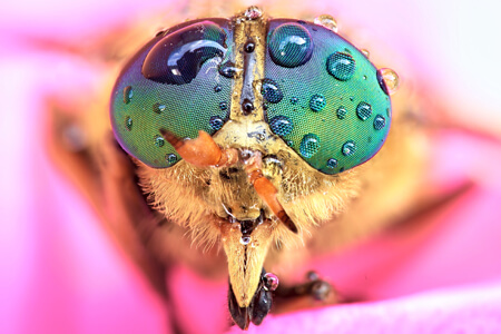 Micro Photography Guide From A Professional Photographer