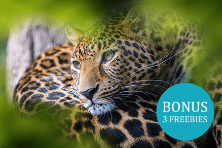 Safari Photography Tips for Beginners