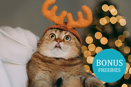 Cat Photography Tips & Ideas