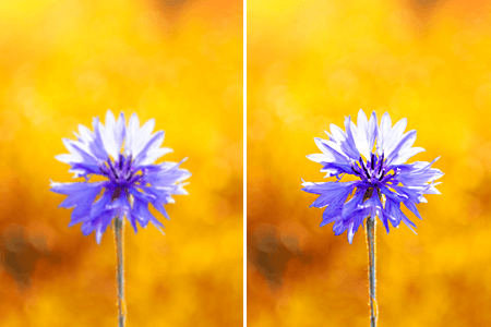 Zerene Stacker Free Download