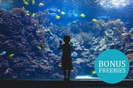 19 Aquarium Photography Tips & Ideas in {{%year}}