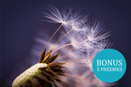 Macro Photography Ideas