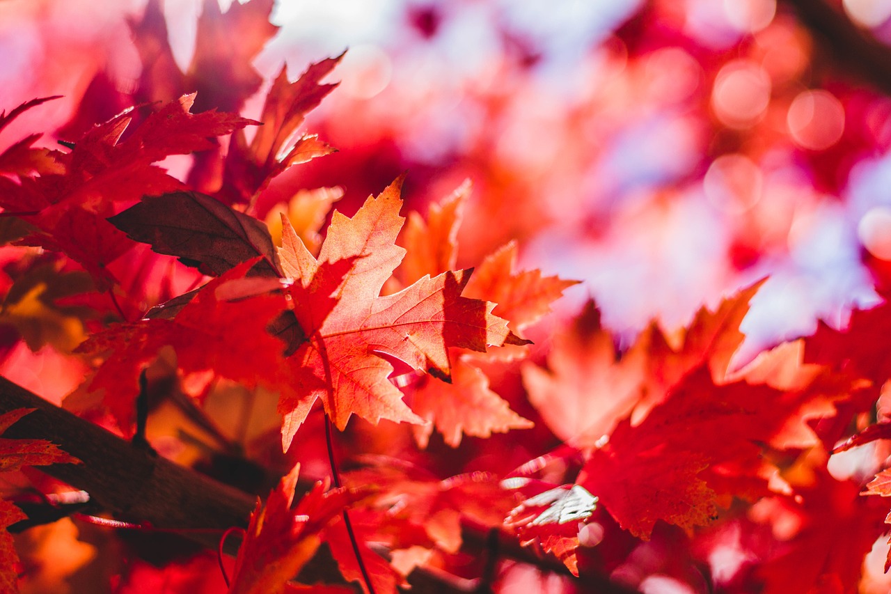 Photographers, photography and photo retouching in Canada