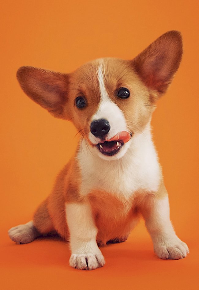 17 Creative Puppy Photo Shoot Ideas to Try