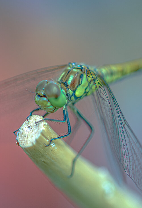 Micro Photo Example Micro Photography Guide From A Professional Photographer