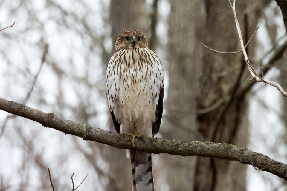 nikon coolpix p950 example 1