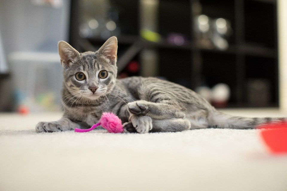 canon eos 5d mark iv example 2