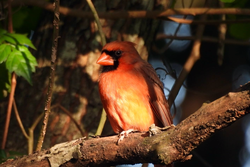 nikon coolpix p950 example 3