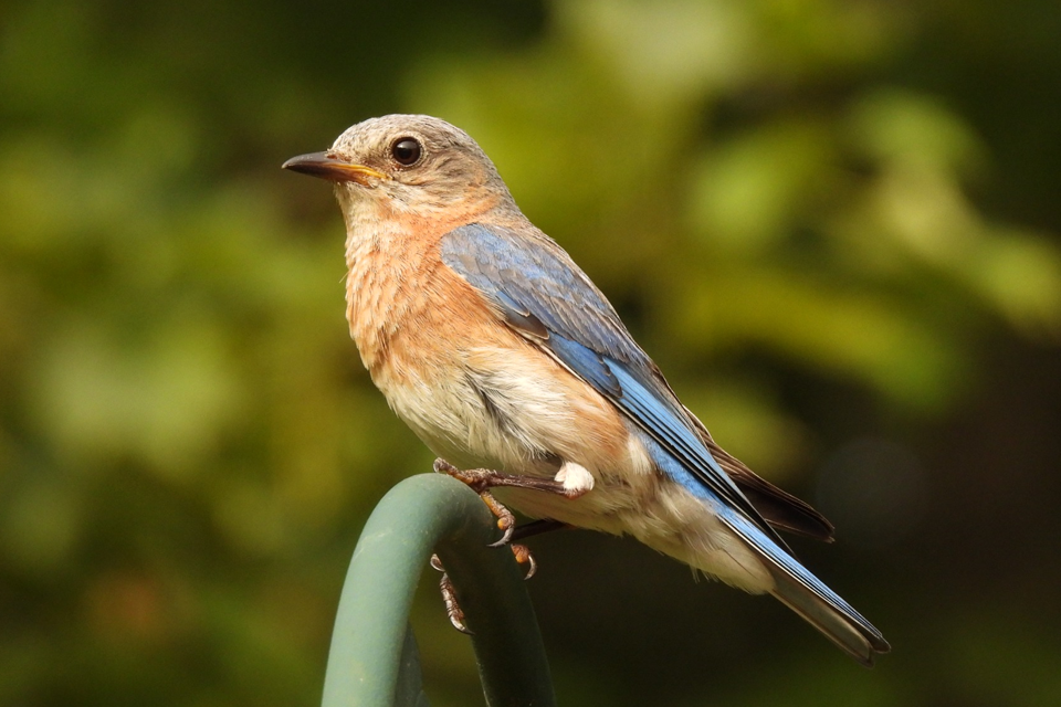 nikon coolpix p950 example 2