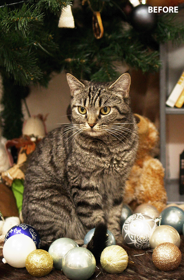 add a christmas hat to your photo