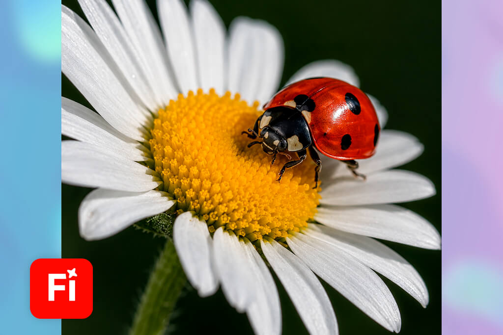 adobe firefly video generator