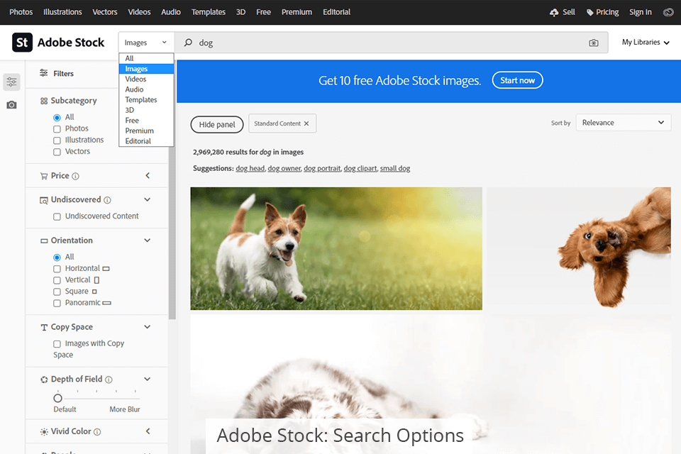 adobe stock search options
