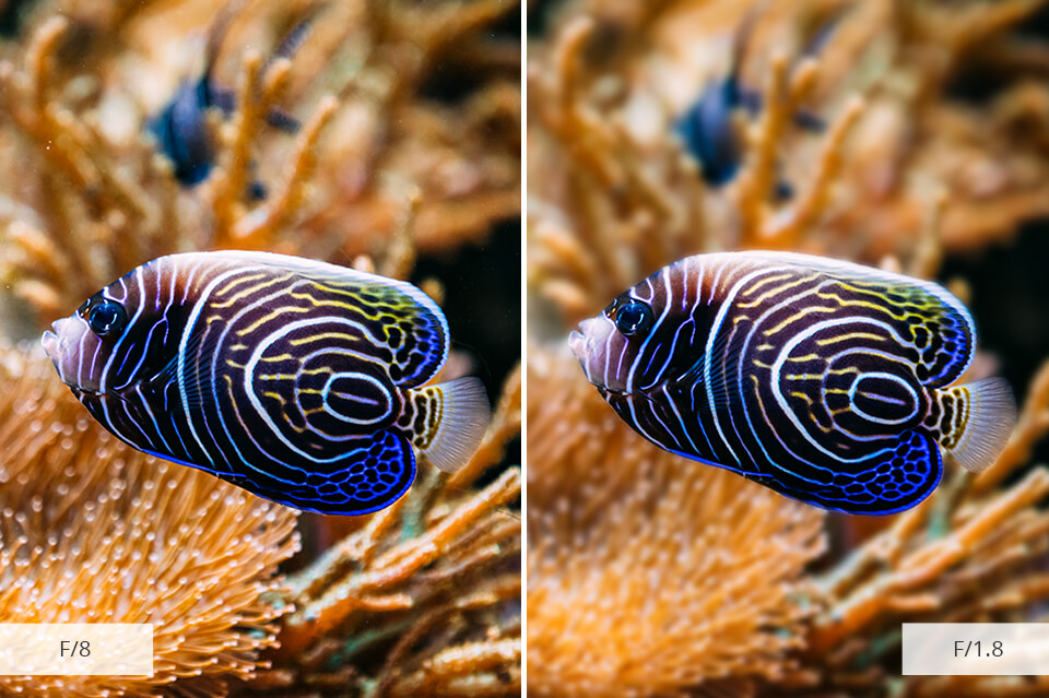 aquarium photography aperture