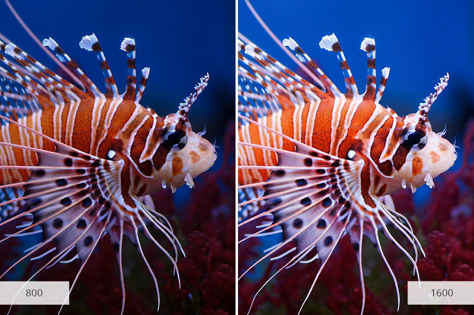 aquarium photography iso