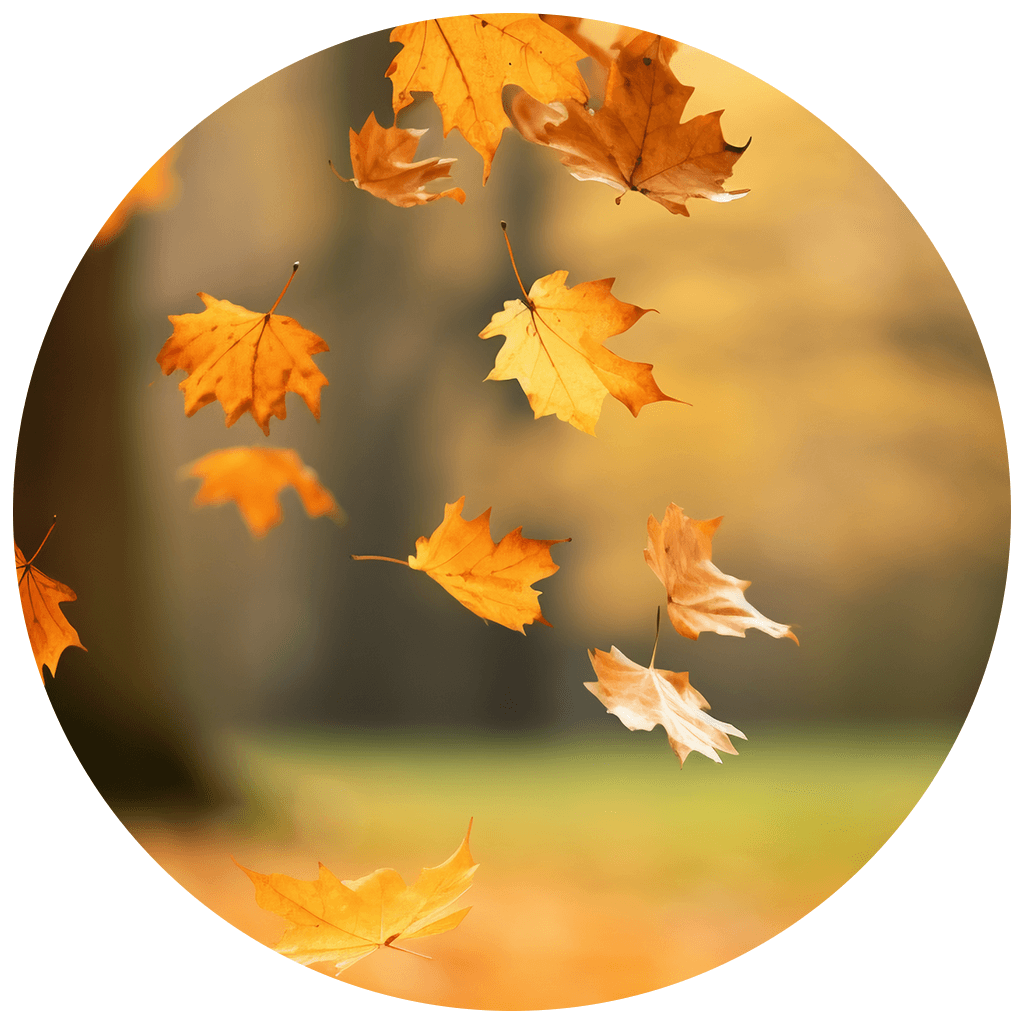 autumn whatsapp profile picture idea