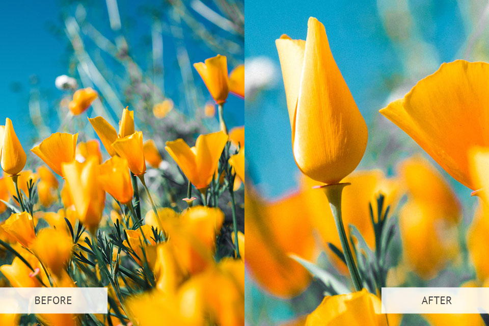 before and after using iphone macro lenses