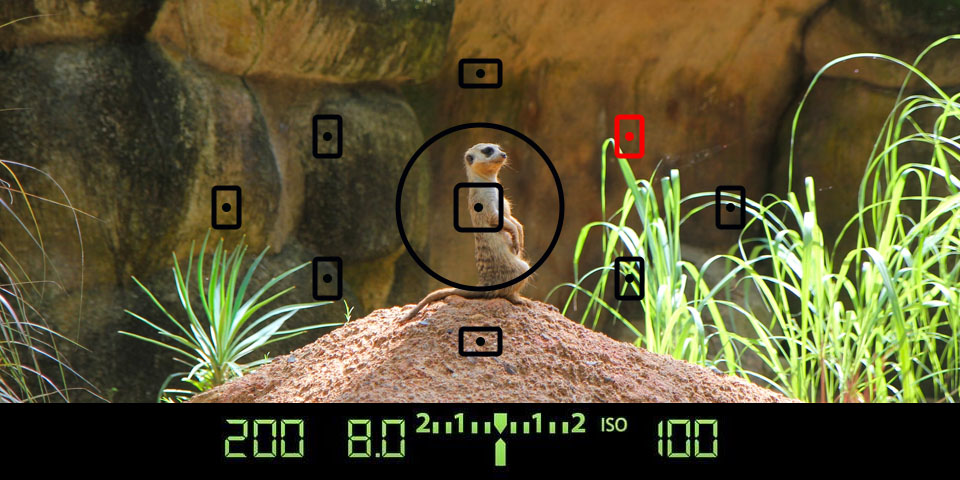 best camera for wildlife photography autofocus