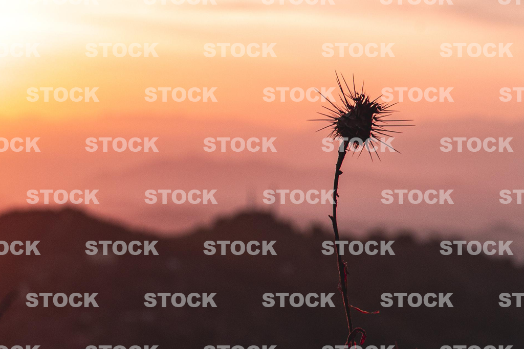 best free image copyright checker