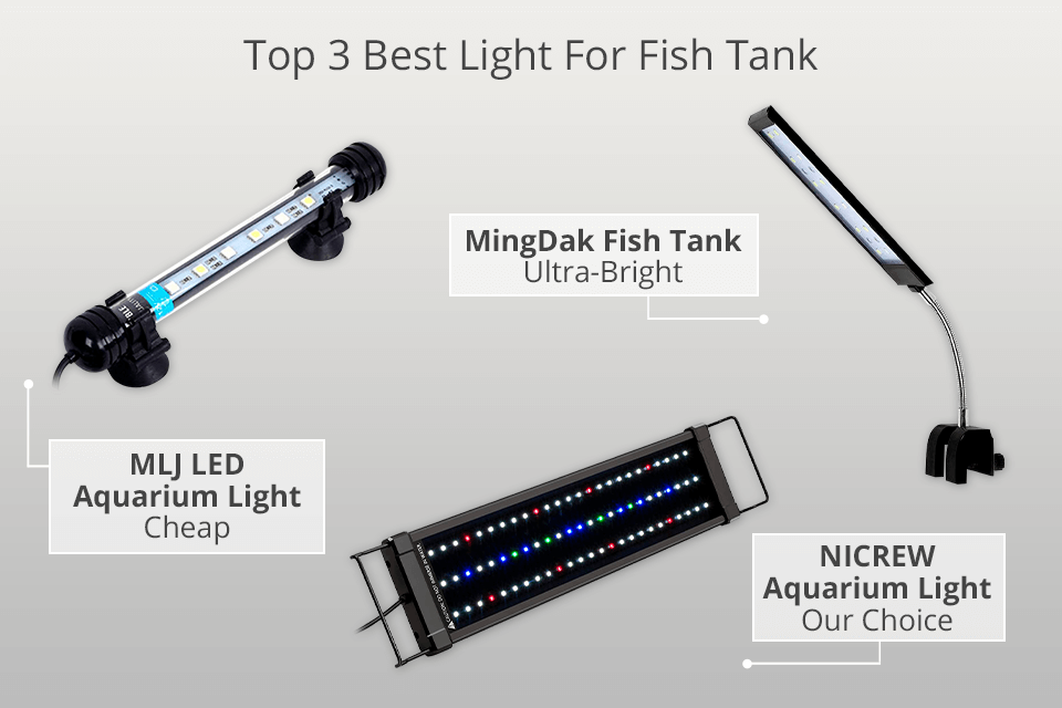 9 Best Lights For Fish Tank in 2024