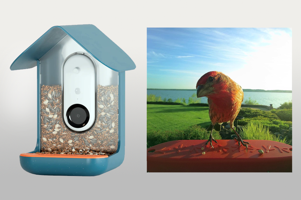 bird buddy smart feeder camera for birds lifestyle