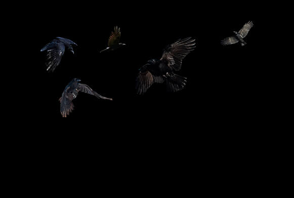 Free Birds Overlay für Photoshop 125 Bundle Overlays –