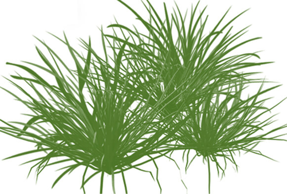 pennello fiore photoshop download gratuito