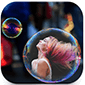 bubbleframe picture caption app logo