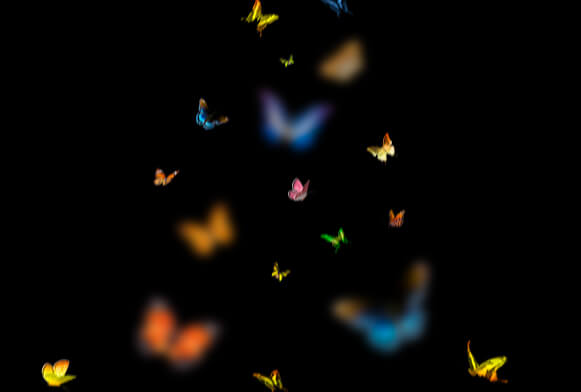 Butterfly overlay photoshop gratis