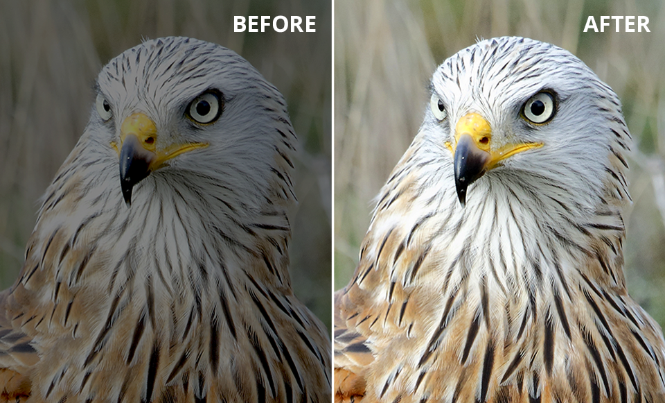 canon auto lighting optimizer before after