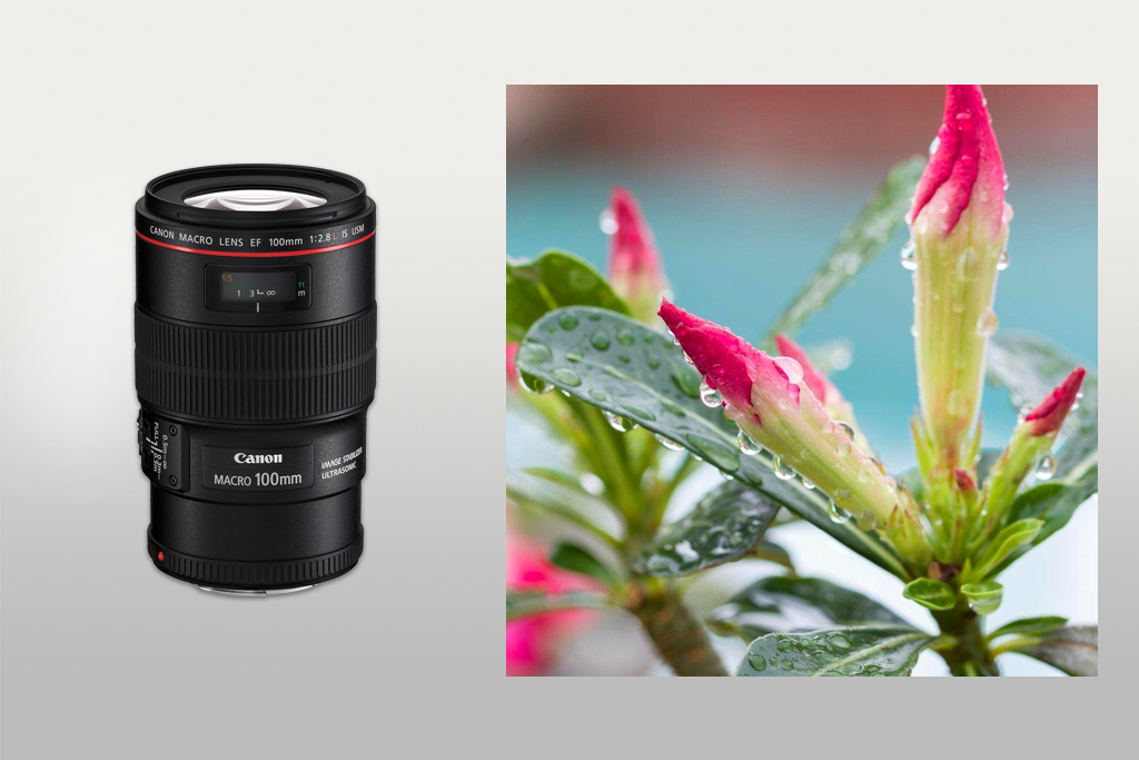 canon ef 100mm f/2.8l is usm macro lens for canon
