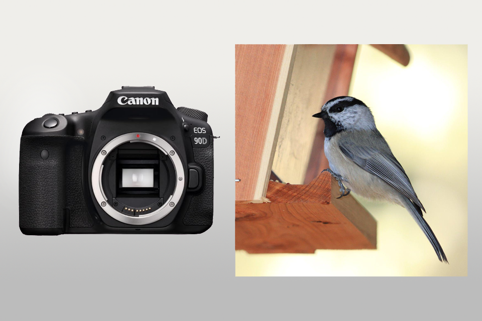 canon eos 90d camera for birds lifestyle