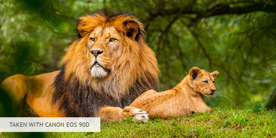 canon eos 90d camera for wildlife photography sample