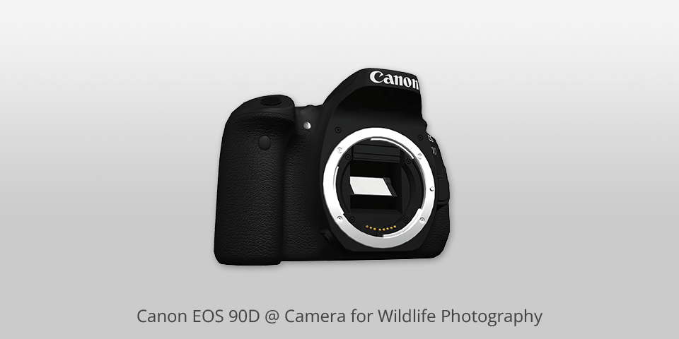 canon eos 90d camera for wildlife photography