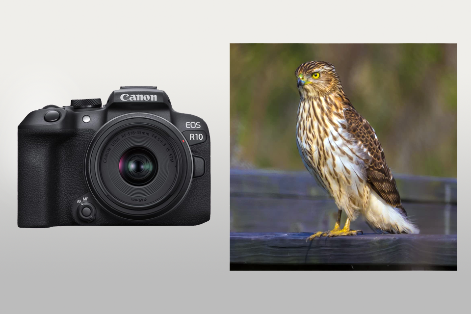 canon eos r10 camera for birds lifestyle