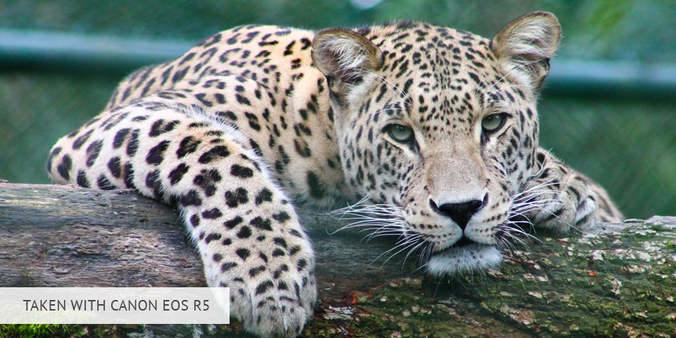 canon eos r5 camera for wildlife photography sample