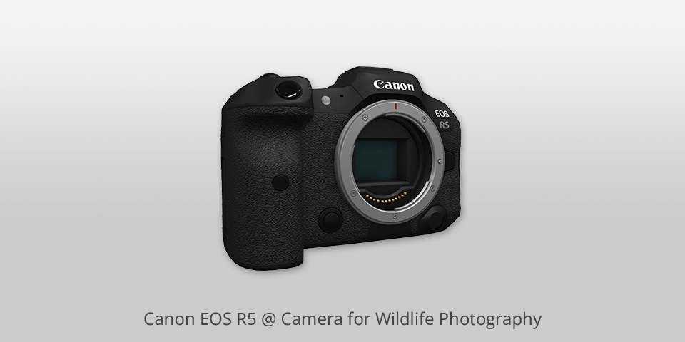 canon eos r5 camera for wildlife photography