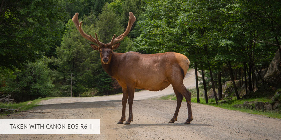 canon eos r6 ii camera for wildlife photography sample