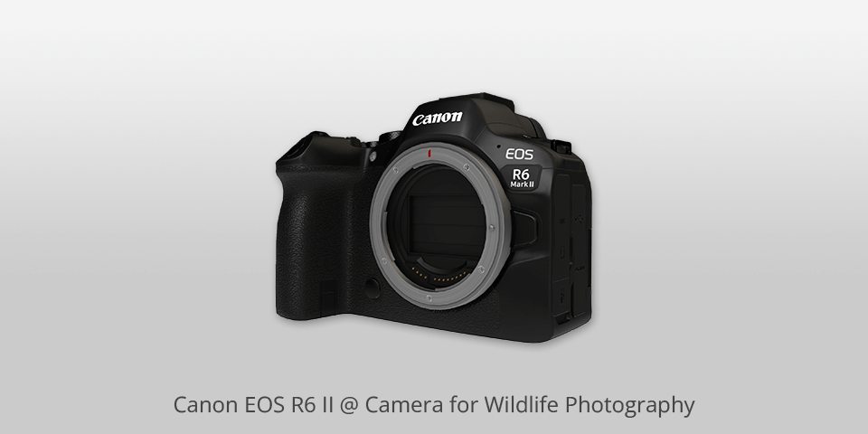canon eos r6 ii camera for wildlife photography