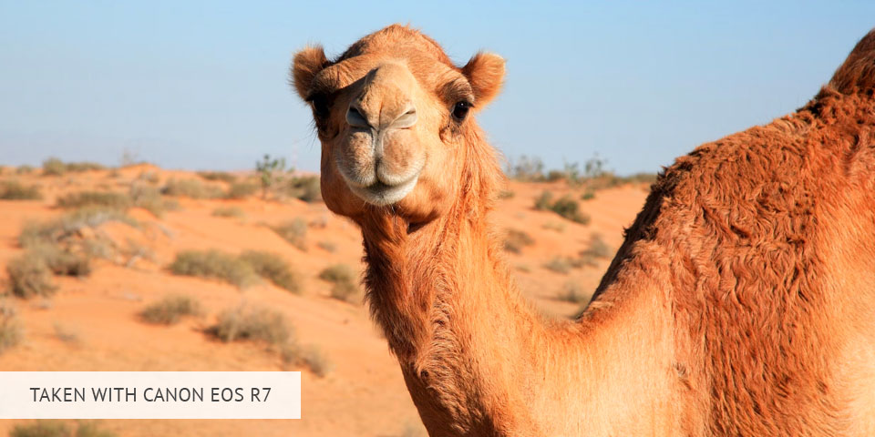 canon eos r7 ii camera for wildlife photography sample