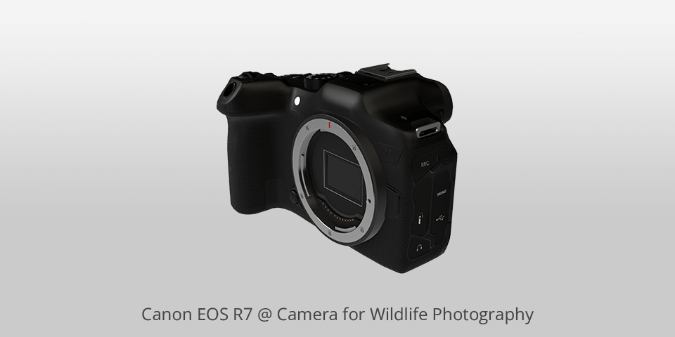 canon eos r7 ii camera for wildlife photography