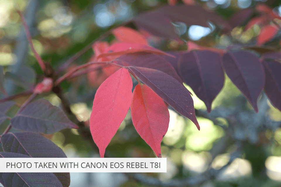 canon eps rebel t8i camera under 1000 dollars photo sample