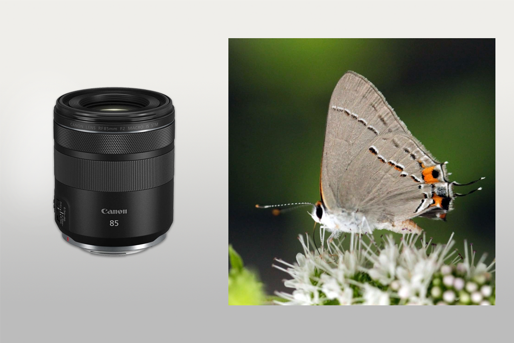 canon rf 85mm f2 macro lens for canon