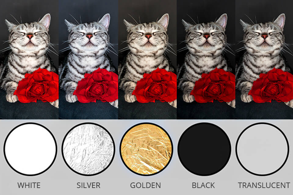 cat photography reflector board