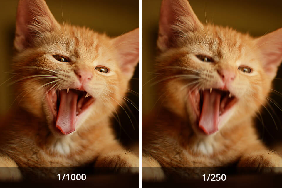 Cat Photography Tips Ideas Take Purr Fect Pics Of Your Friend