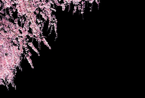 120 Free Cherry Blossom Overlays For Photoshop