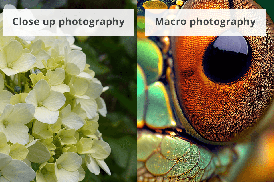 close up photography vs macro