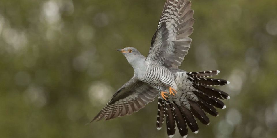 cuckoo permanent wildlife photography hide