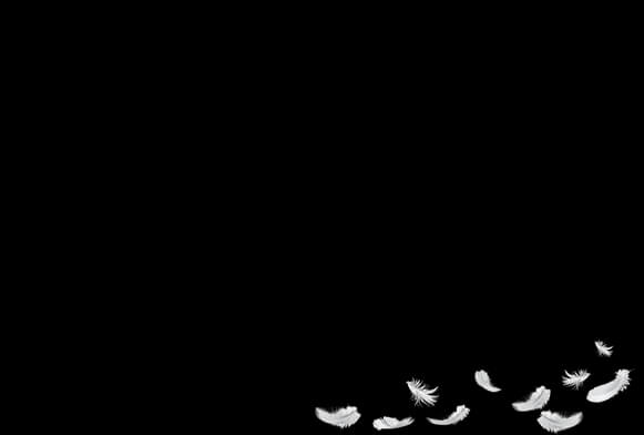 تراكب ريشة الفوتوشوب